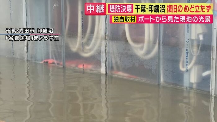 ハウスの中のコイ