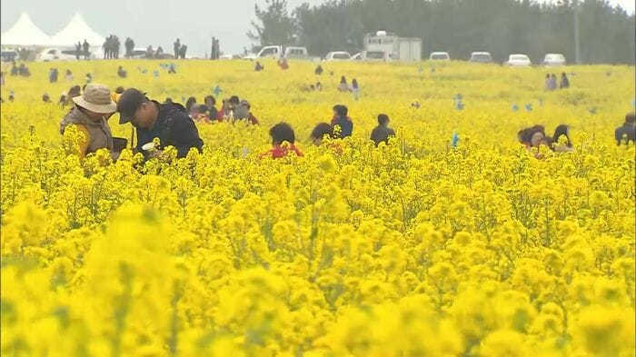 春先の済州島 島の各地で菜の花が咲き誇る