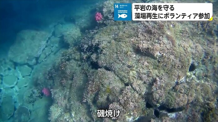 ウニの食害などが要因で生じる「磯焼け」