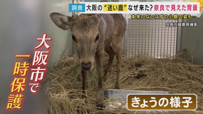 「非常に元気」なシカ