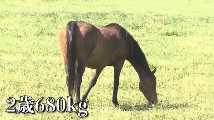 2歳の頃の「岸菖」。すでに体重が680キロもあった(2014年 御料牧場)