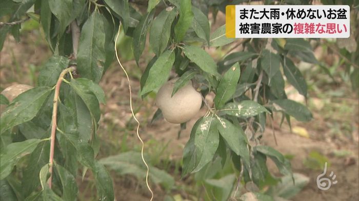また大雨で休めないお盆 生産農家が対応に追われる 複雑な胸中は 山形・河北町