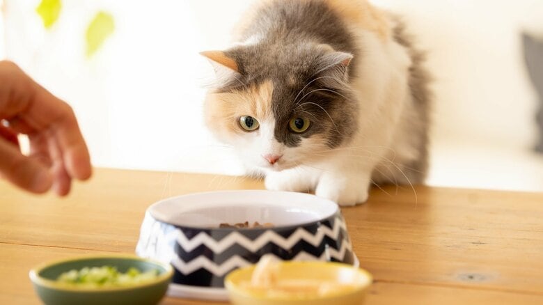 猫がごはんを食べなくなるのには理由がある!「猫ごはんお悩みタイプ診断」であなたの猫ちゃんのパターンをチェック|FNNプライムオンライン