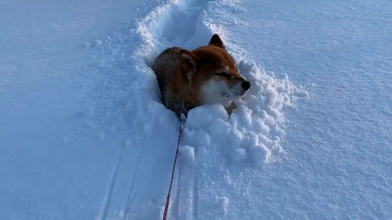 「JAF呼んでいただけませんか？」雪に埋まり“ガス欠”で動かなくなった柴犬が話題…その後の“救助方法”を聞いた｜FNNプライムオンライン