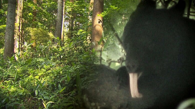 ｢あっちこっち血だらけ…｣ 単独登山中の60代男性がクマに襲われ負傷　新潟県で今年2人目の被害｜FNNプライムオンライン