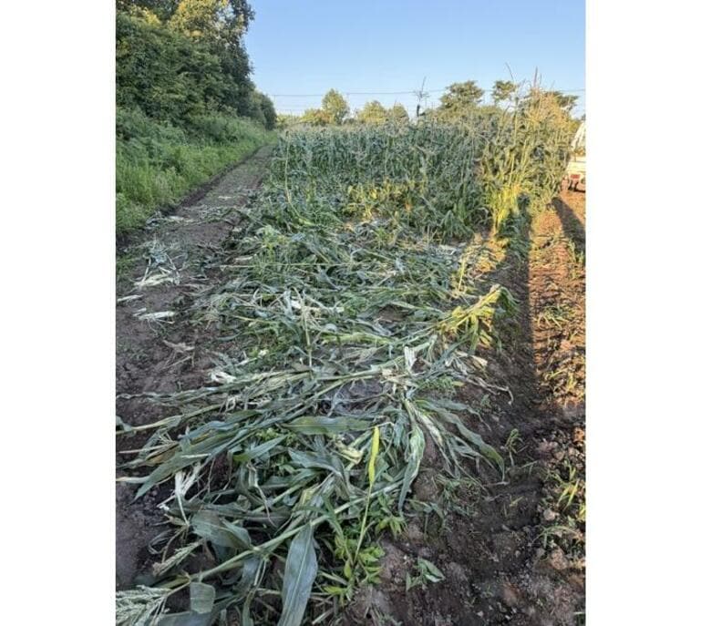 【ヒグマ速報】トウモロコシ約100本食い荒らす！付近には足跡も_市が看板を設置_箱わなの設置も検討〈北海道函館市〉｜FNNプライムオンライン