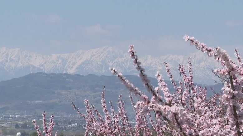 アンズが見ごろ　北アルプスをバックに咲き誇る花　長野市松代町｜FNNプライムオンライン