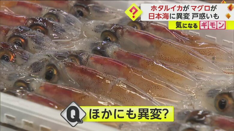 【日本海に異変】富山湾のホタルイカ「稀に見る不漁」　例年の“倍近くの値段”に　京都では“200kg級マグロ”5匹水揚げ｜FNNプライムオンライン