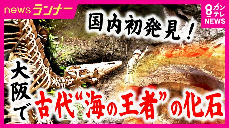 30年越しに“新種”の可能性 大阪で発掘された“海の王者”「モササウルス」化石 17歳でこの世を去った“若き研究者”が礎を築く|FNNプライムオンライン