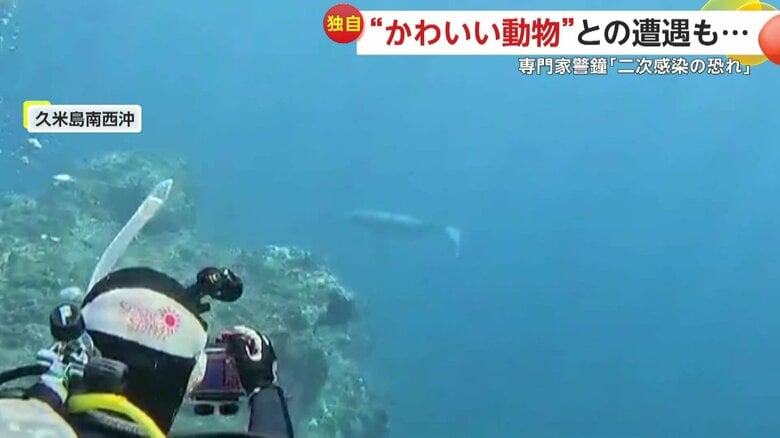 【独自】沖縄で天然記念物ジュゴンと遭遇！ダイビング歴20年の撮影者感動…「会えないと思っていた」　大阪の住宅ではアライグマ出現も専門家は触わらないよう注意喚起｜FNNプライムオンライン