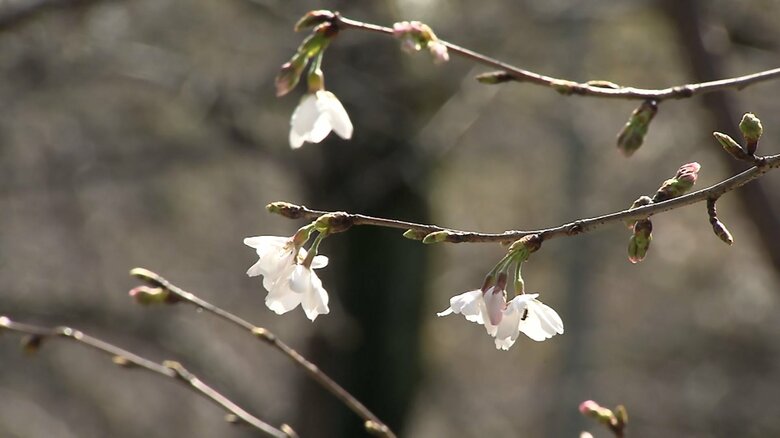 【速報】東京で桜開花　11輪咲いていることを確認　平年より5日遅く｜FNNプライムオンライン