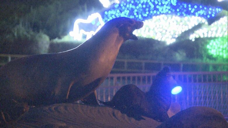 コアラが元気に歩き回る姿も…名古屋・東山動植物園で8/10から『ナイトZOO』昼間とは違う雰囲気で毎年人気｜FNNプライムオンライン