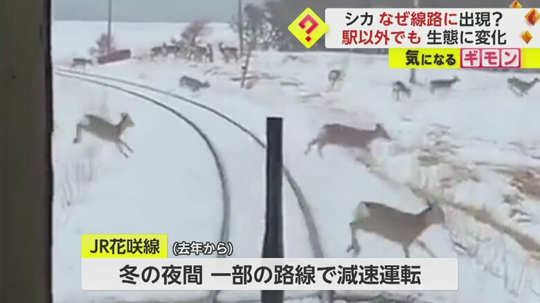 (撮影:サロハネさん)