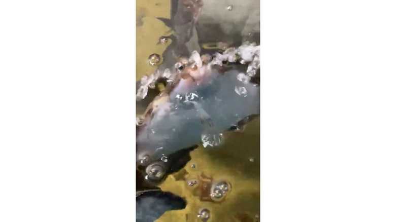 口から水を発射