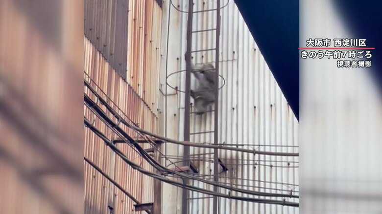 器用にはしごを上るサル