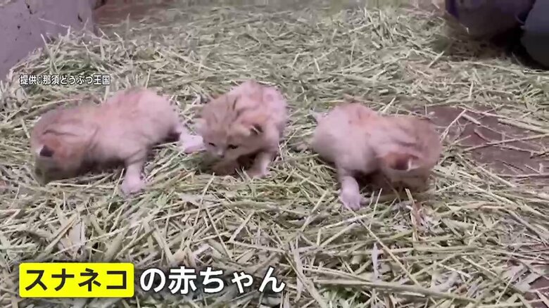 すくすくと成長していくだろう（画像提供：那須どうぶつ王国）