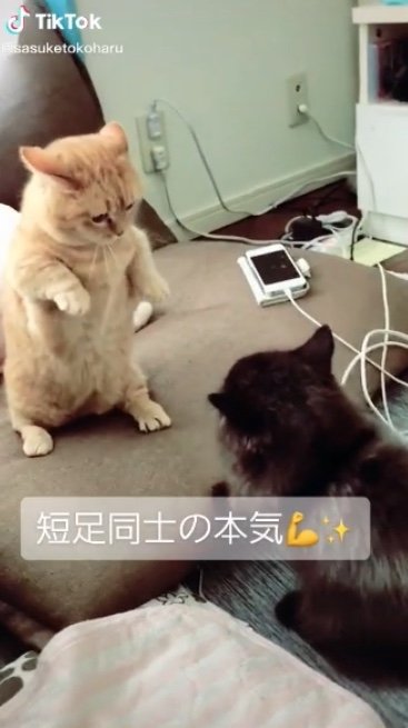 提供：サスケと小春さん