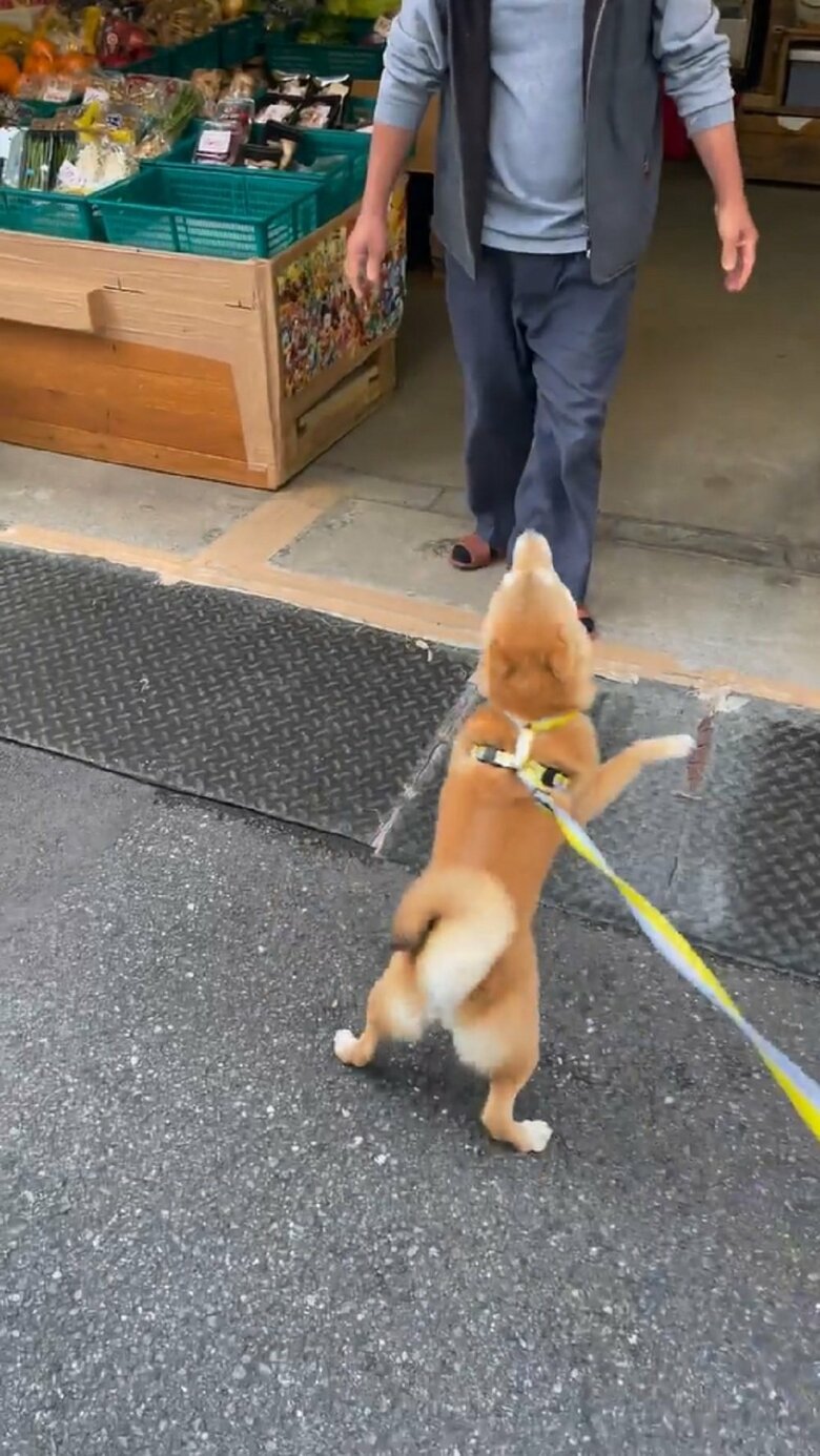 おっちゃんへ両前脚を伸ばし名残惜しそうなマメちゃん