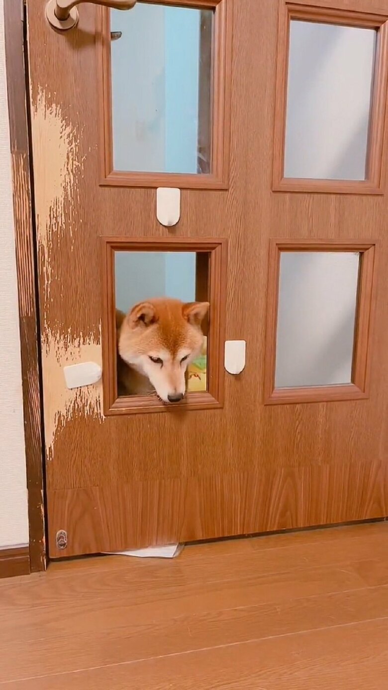 ムックくん意を決して…