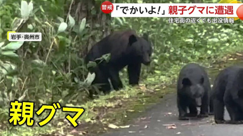 子グマを見守る親グマ（FNN投稿サイト「ビデオPost」）（撮影：高橋繁さん）