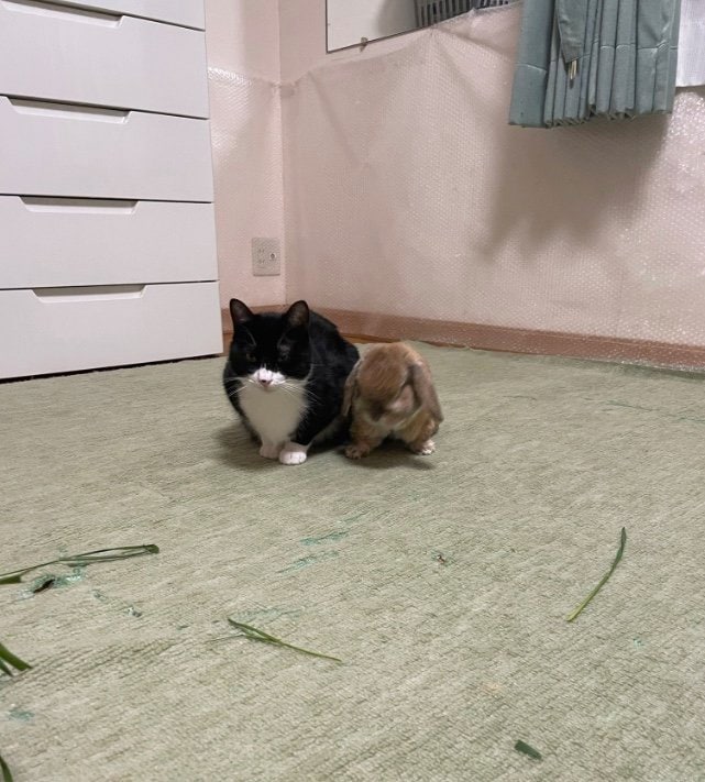 提供：ジェリクルさん