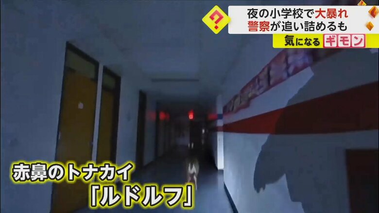 小学校に侵入したシカは、赤鼻のトナカイ「ルドルフ」と名付けられた