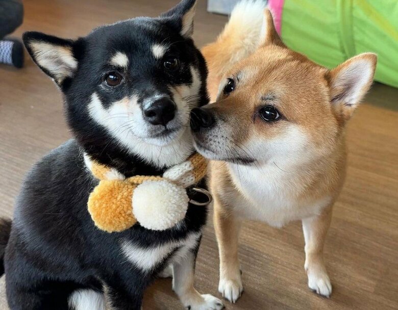 提供：豆柴あさのんさん