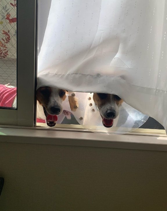 提供：あずもなさん