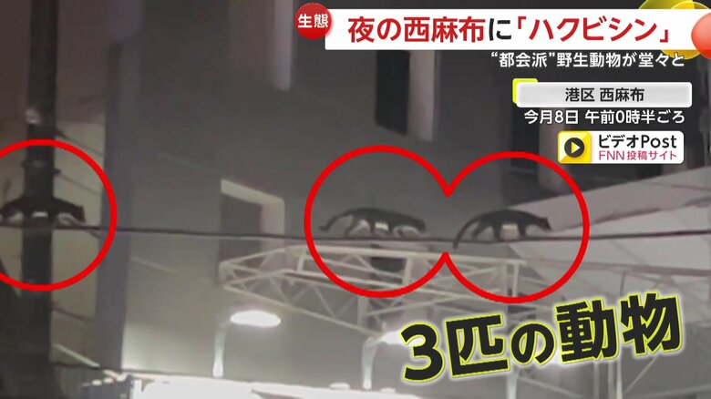 電線の上を歩く3匹のハクビシン