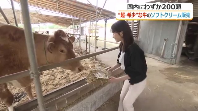 繁殖が難しいガンジー牛