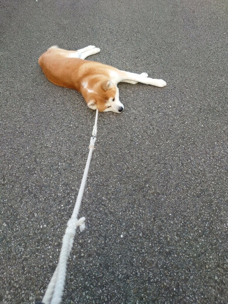 リードを伸ばしても関係なし