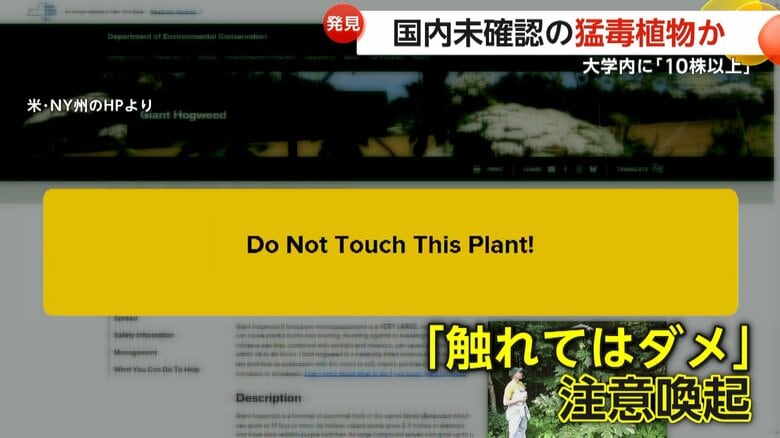 「触れてはダメ」と注意を呼び掛けられるジャイアント・ホグウィード