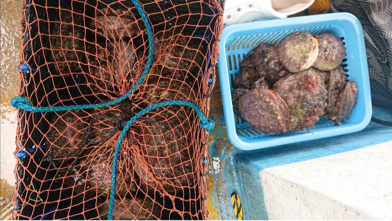 地震前に輪島の海でとれたアワビ