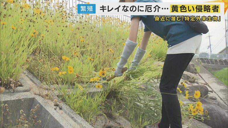 次々と抜き取る