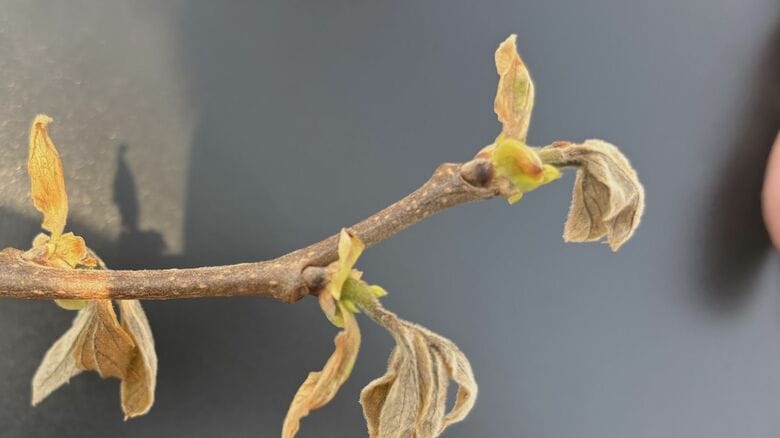 春先の低温や霜の影響で枯れた花芽