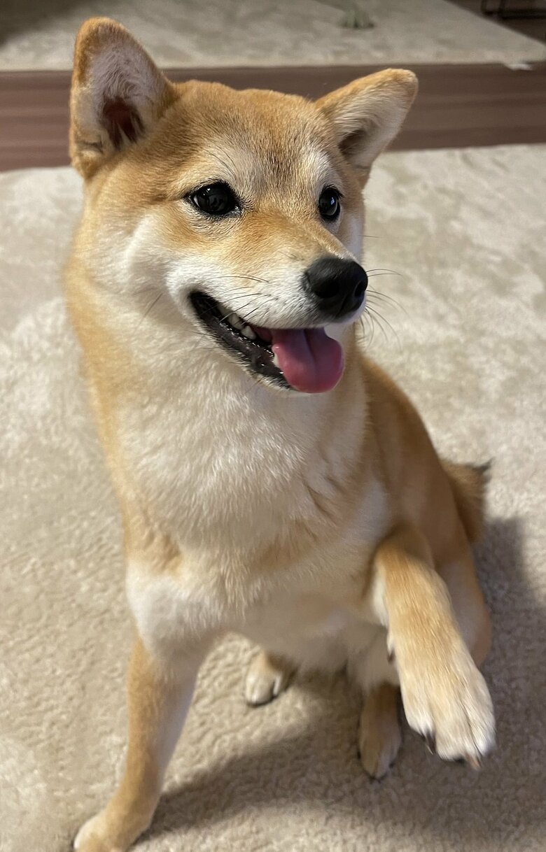 マメちゃん