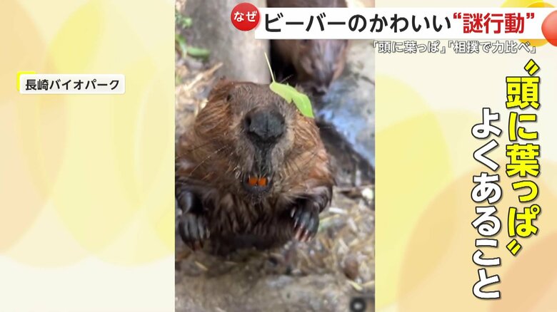 頭に葉っぱが乗っているのはよくあることだというビーバー