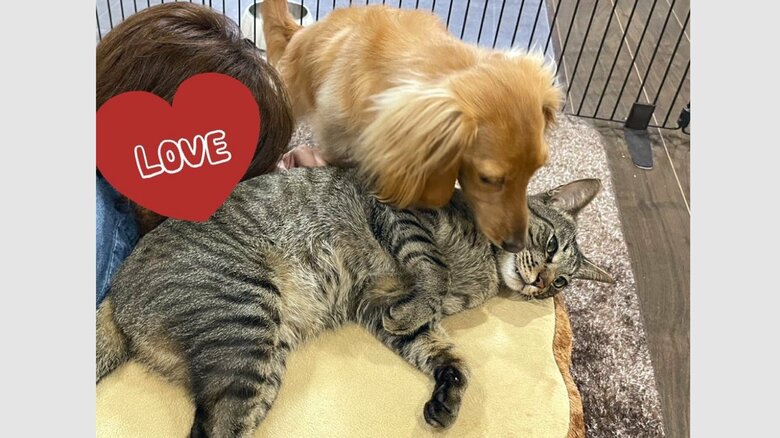 ねこくんと触れ合う、ぼんくん