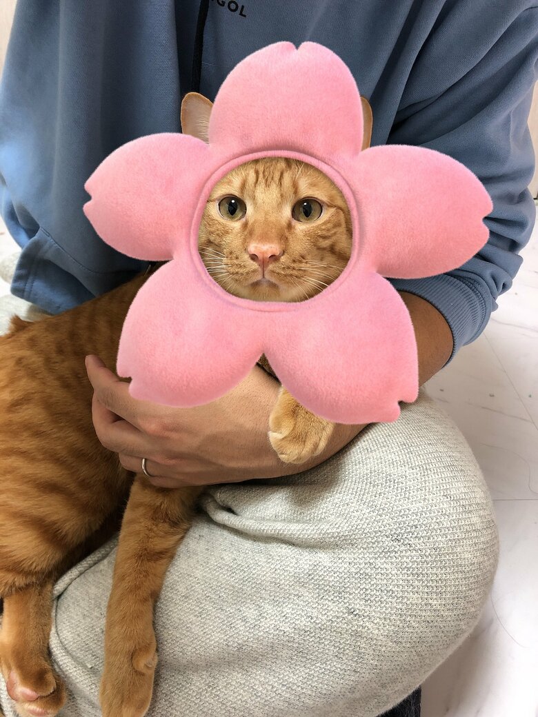 提供：たぬき&とらさん