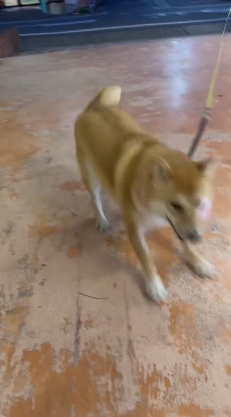 他の人を探しにい行っちゃった…（提供：柴犬はらみさん）