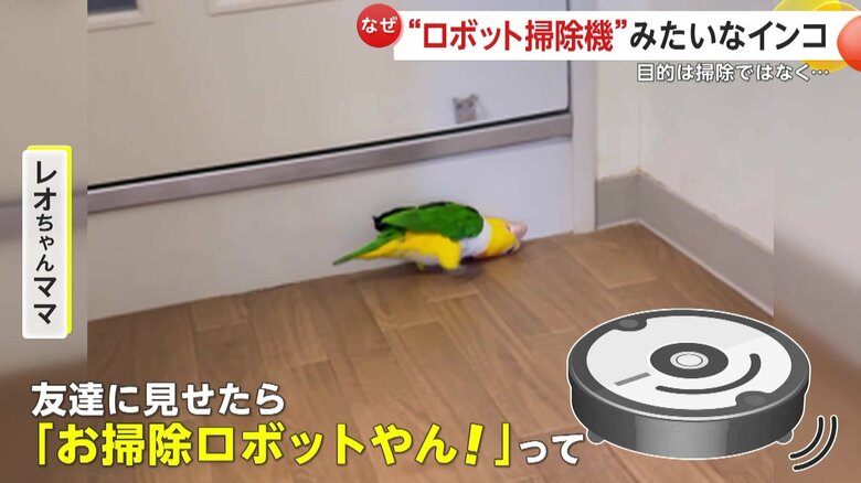 ｢友達に見せたら『お掃除ロボットやん！』って言われたんで」と話す飼い主