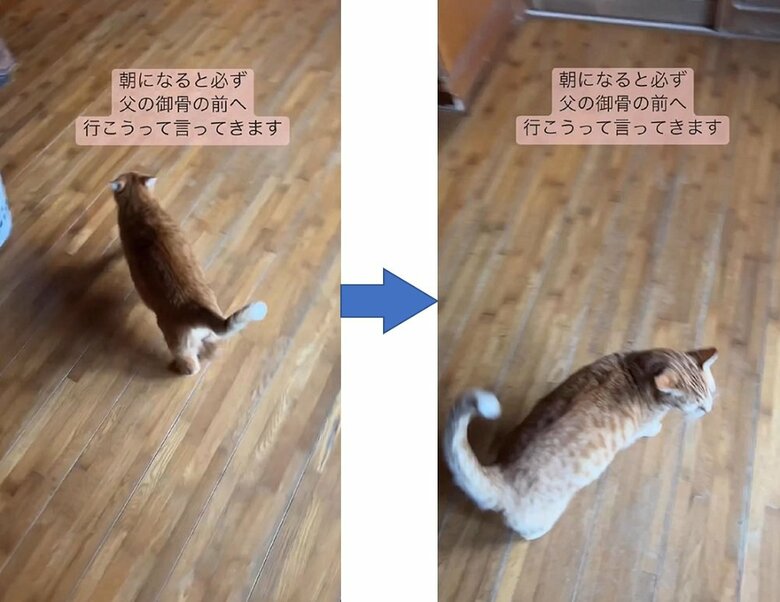 迷いのない足取り　時折、飼い主さんを振り返る