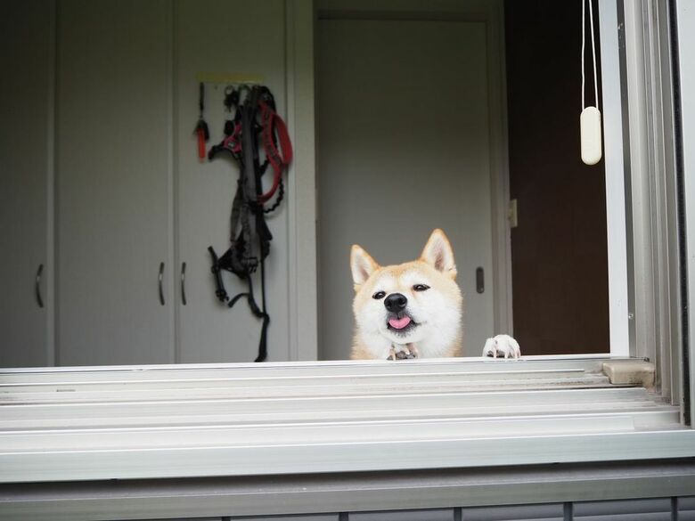 提供：柴犬ハル&雑種すずさん