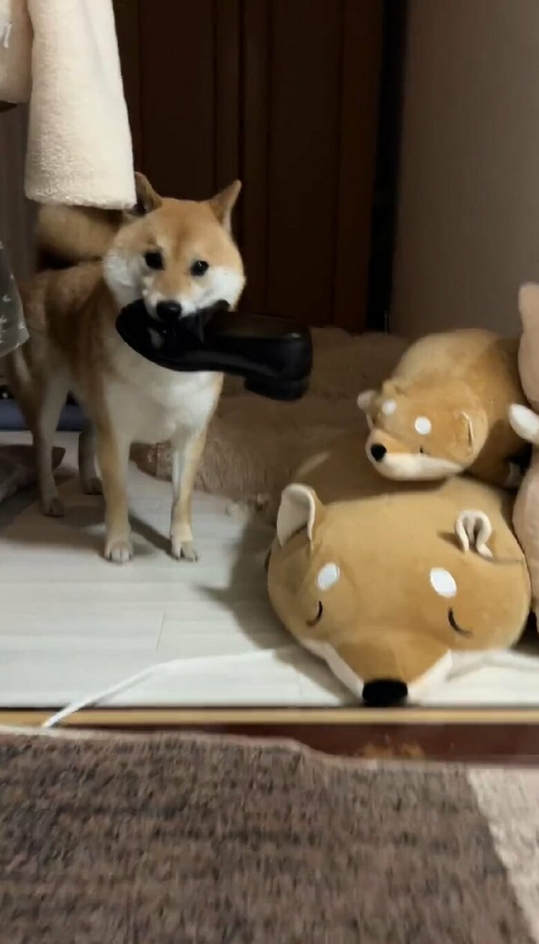 革靴をくわえている