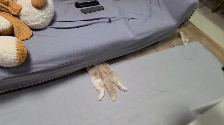 提供：犬と猫の親バカ日記さん