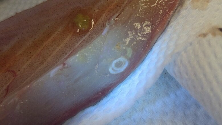 マサバの腹部にいるアニサキス（提供：福井県立大学）