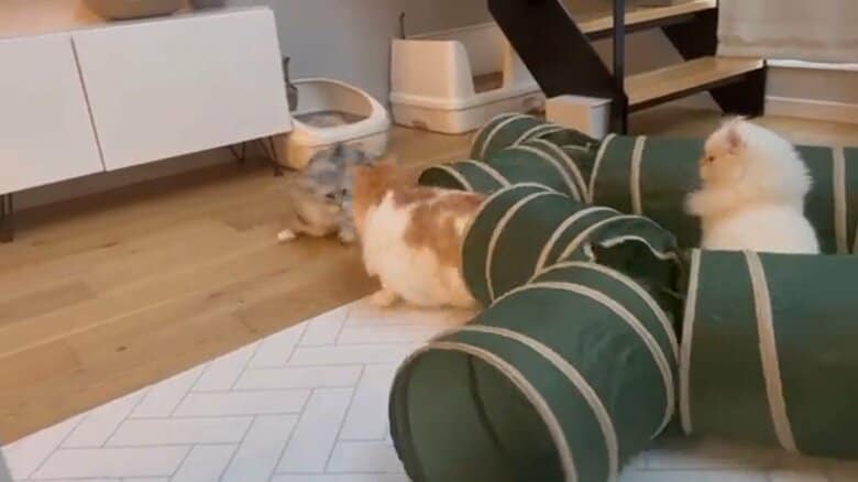 急に飛び出して驚かせている