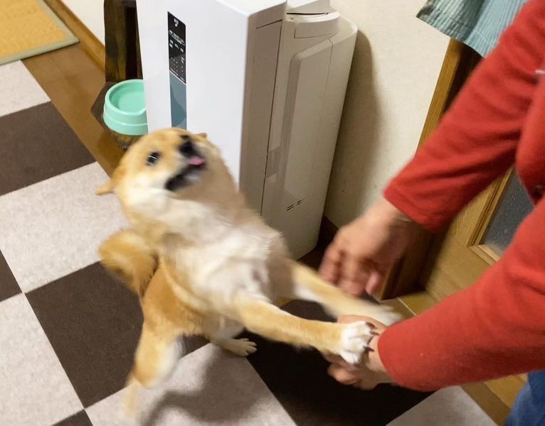 以前帰省した時の喜びの再会（提供：豆柴あさのんさん）