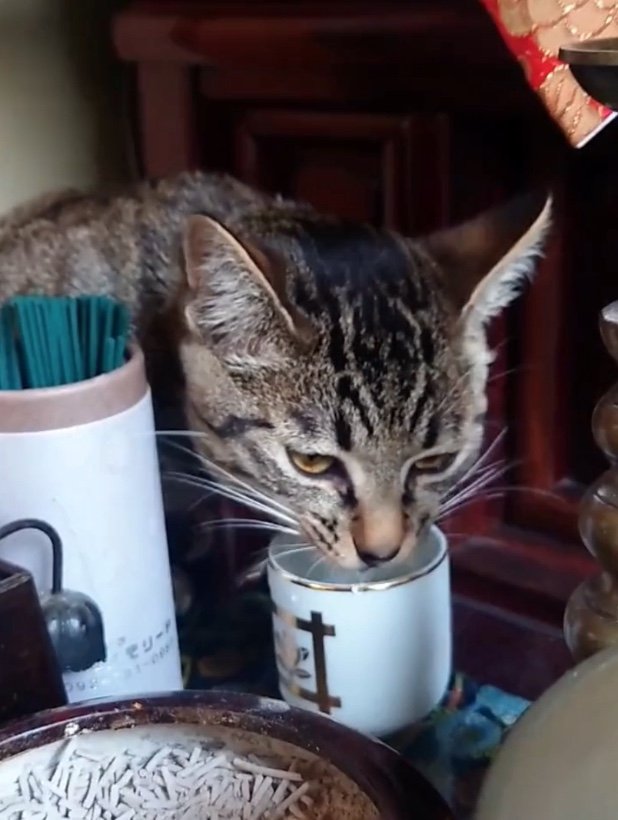 提供：アメチカンのもなさん