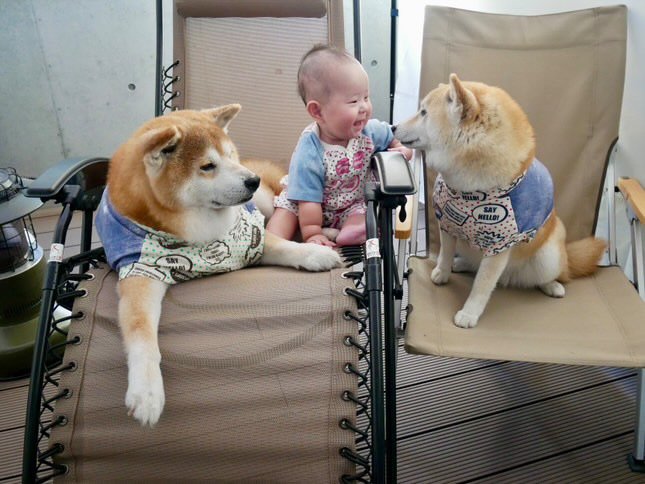 提供：飼い主さん（＠shibainu.berry）